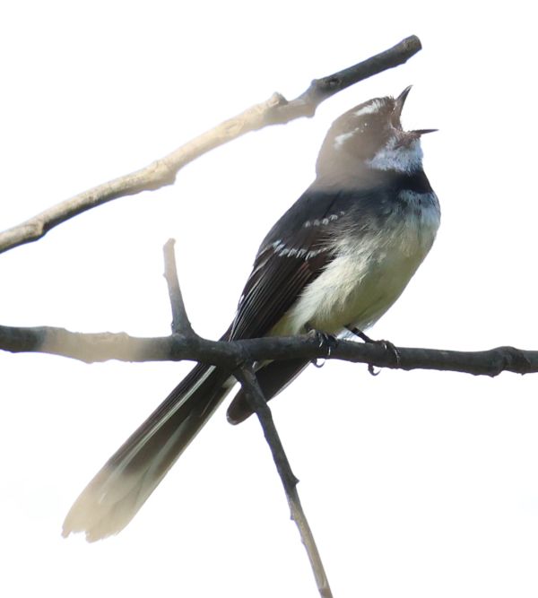 Grey fantail