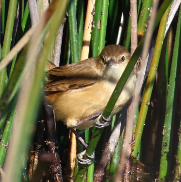 Reed warbler
