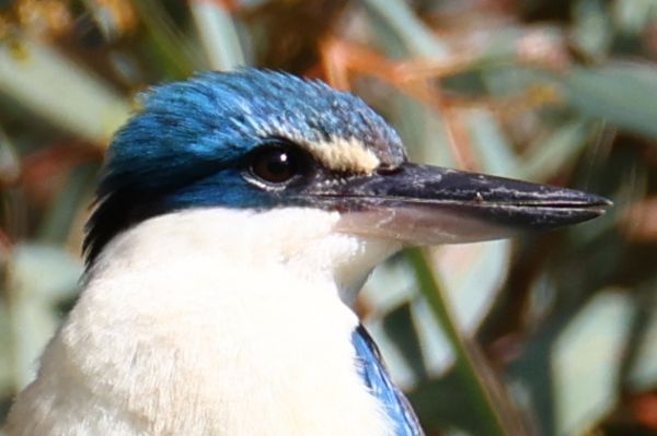 Sacred kingfisher