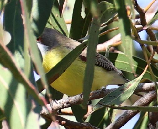 White-throated gerygone