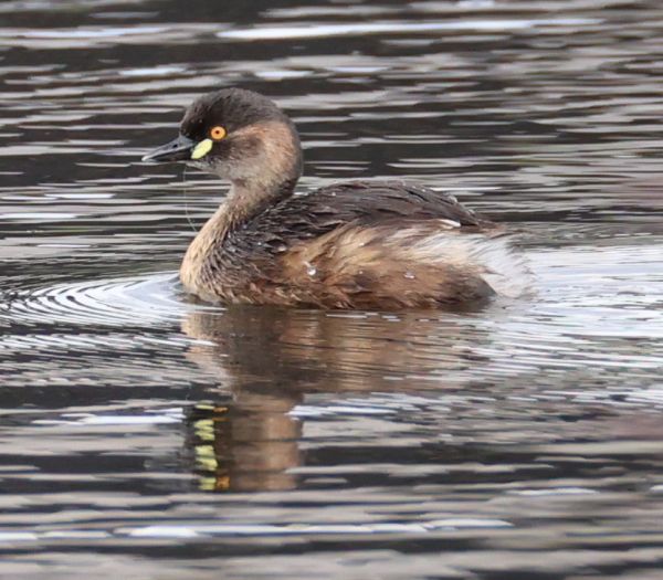 Australasian grebe