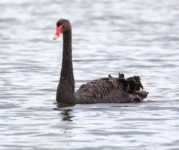Black swan