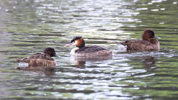 Duck duck grebe