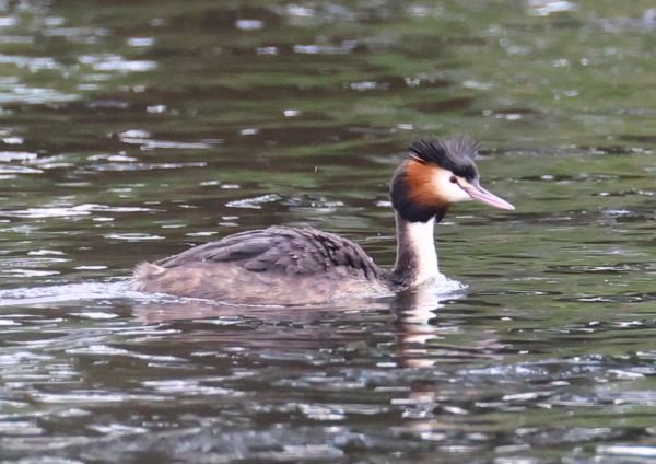 Great crested grebe
