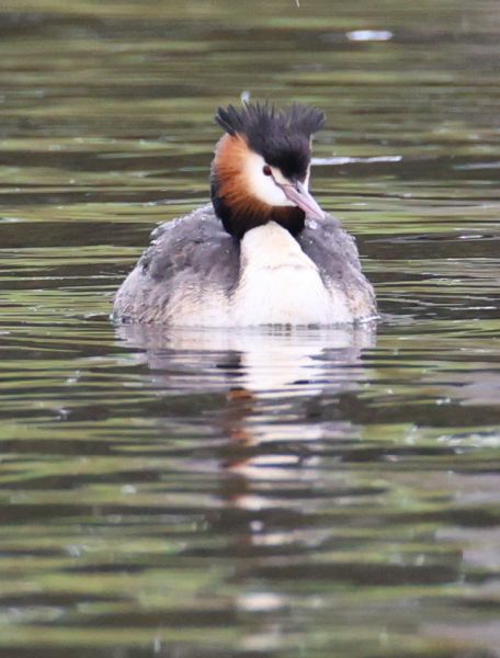 Great crested grebe