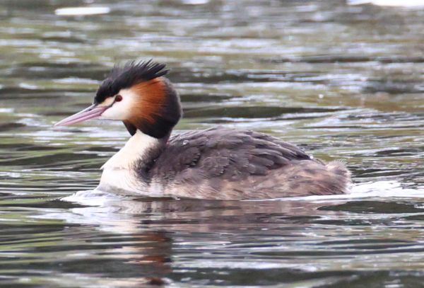Great crested grebe