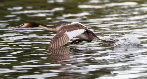 Great crested grebe