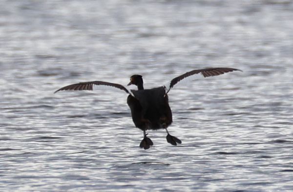 Great crested grebe