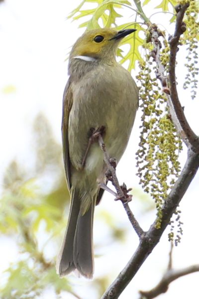 White-plumed honeyeater