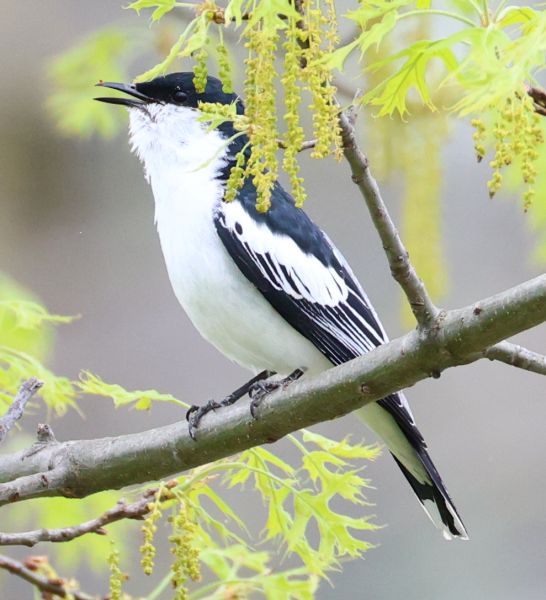 White-winged triller