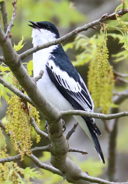 White-winged triller