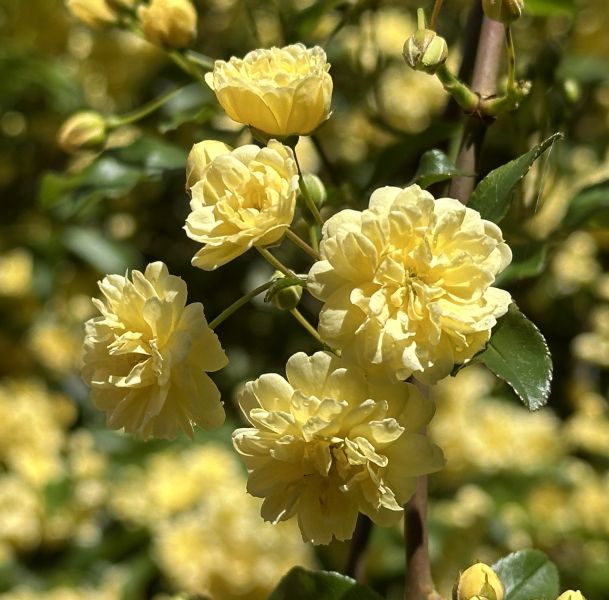 Climbing roses