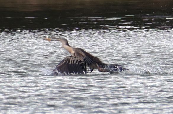 Australasian darter