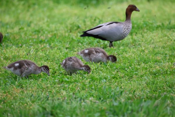 Australian wood ducks