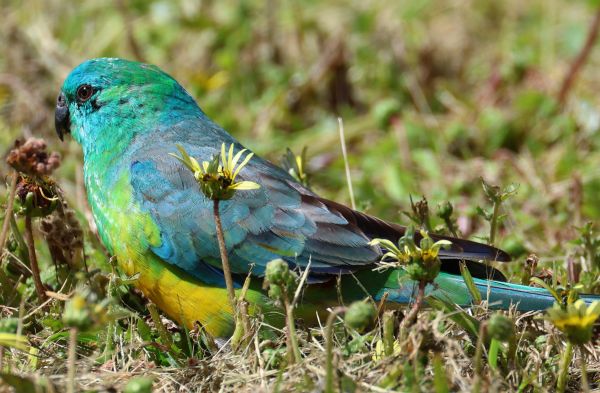 Red-rumped parrot