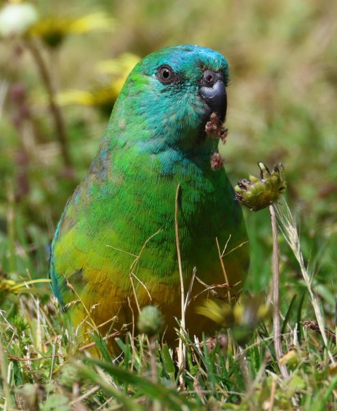 Red-rumped parrot
