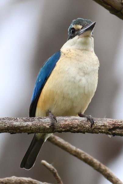 Sacred kingfisher