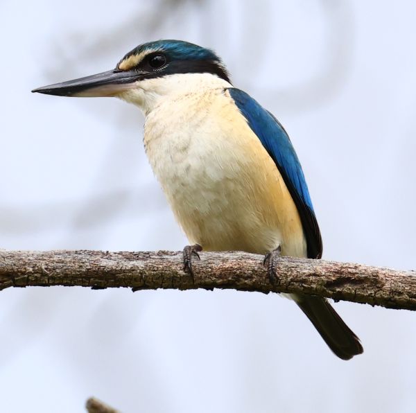 Sacred kingfisher