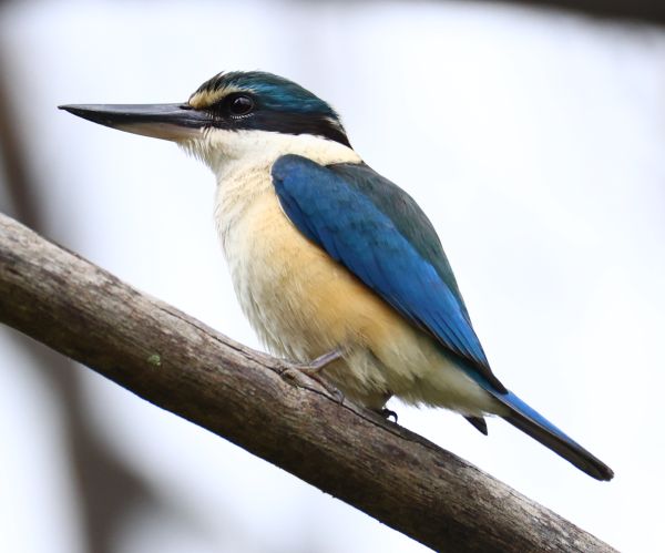 Sacred kingfisher
