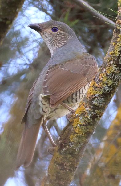 Female satin bowerbird