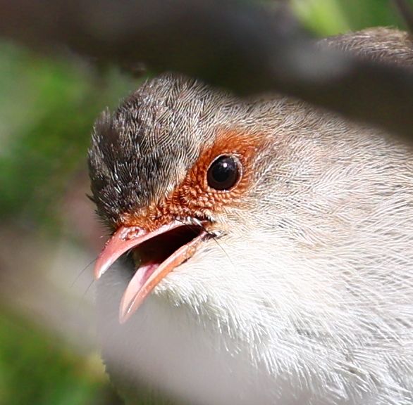 Female superb fairy wren