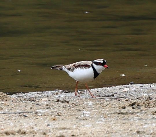 Black-fronted dotterel