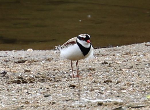 Black-fronted dotterel