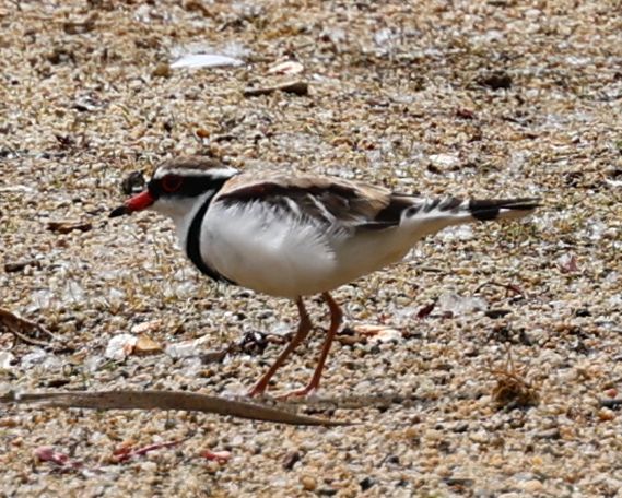 Black-fronted dotterel