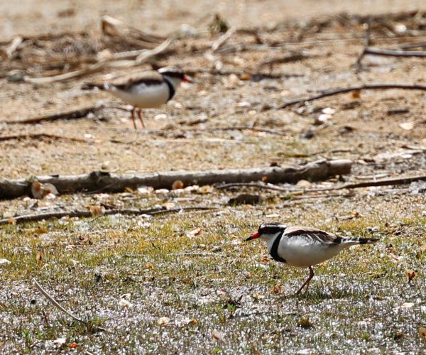 Black-fronted dotterel