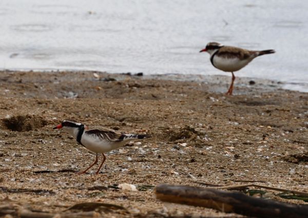 Black-fronted dotterel