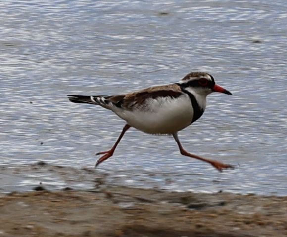 Black-fronted dotterel