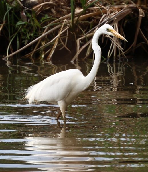 Great egret