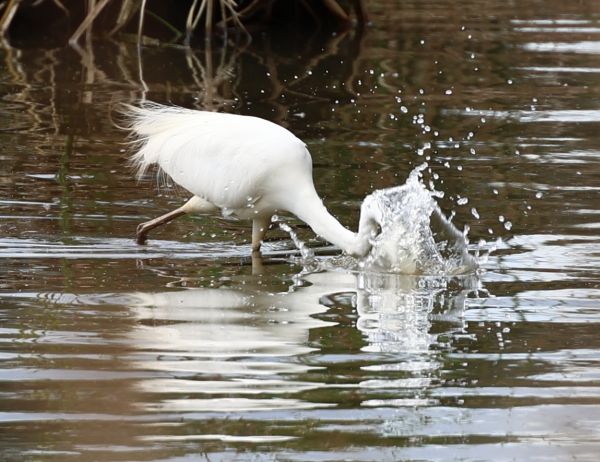 Great egret