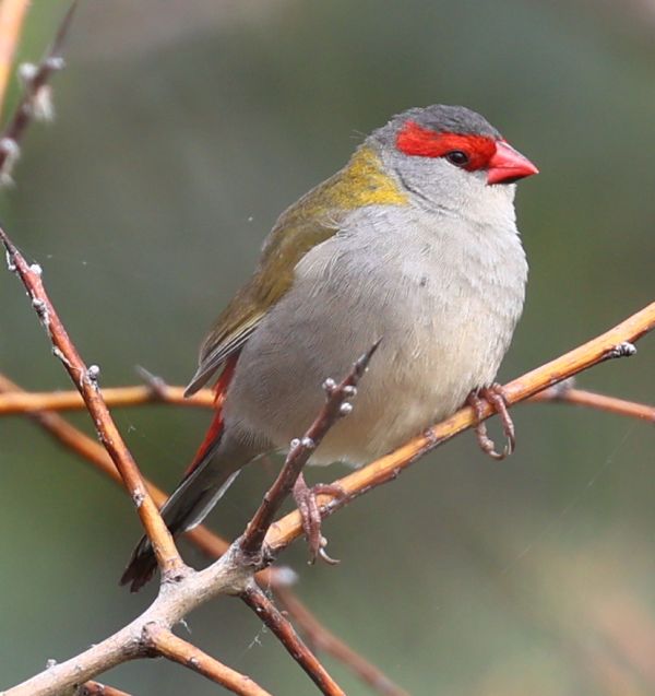 Red-browed finch