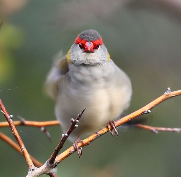 Red-browed finch