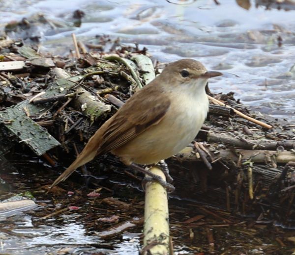 Reed warbler