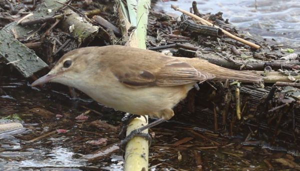 Reed warbler