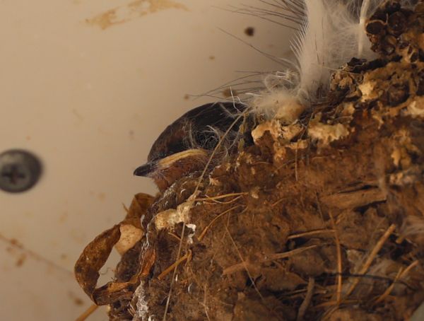 Welcome swallow