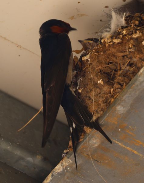 Welcome swallow