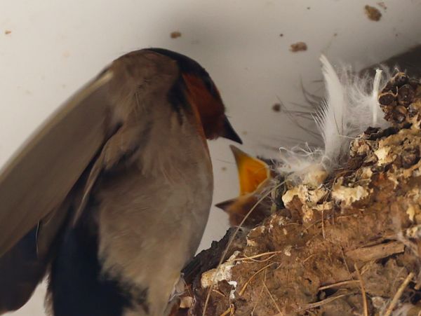 Welcome swallow
