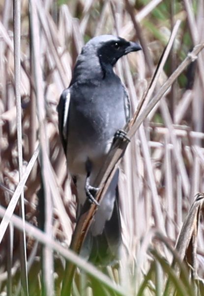 Black-faced cuckooshrike