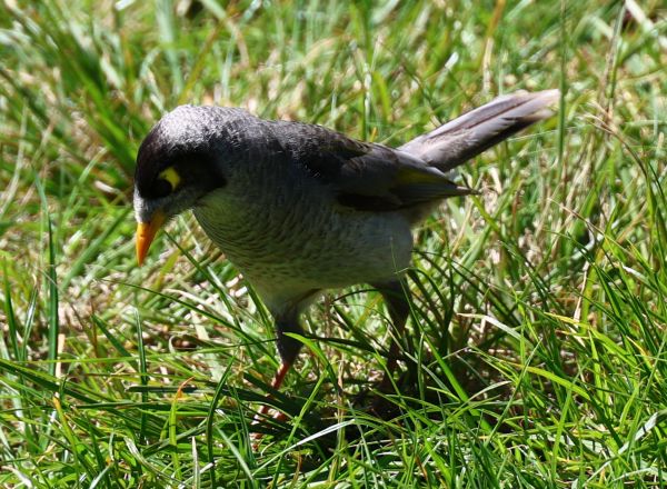 Noisy miner