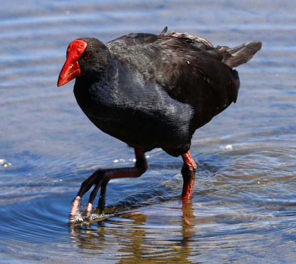 Purple swamphen