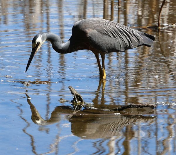 White-faced heron