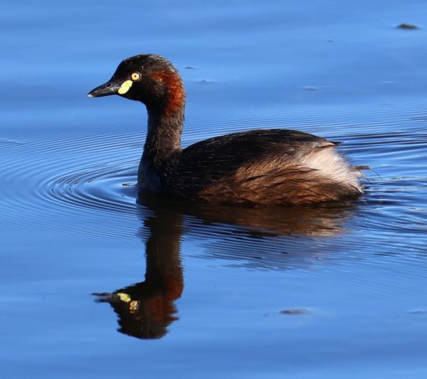 Australasian grebe