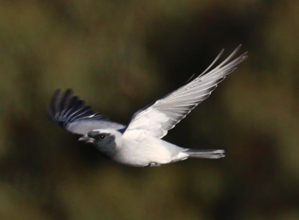 Black-faced cuckooshrike