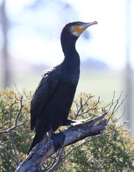 Great cormorant