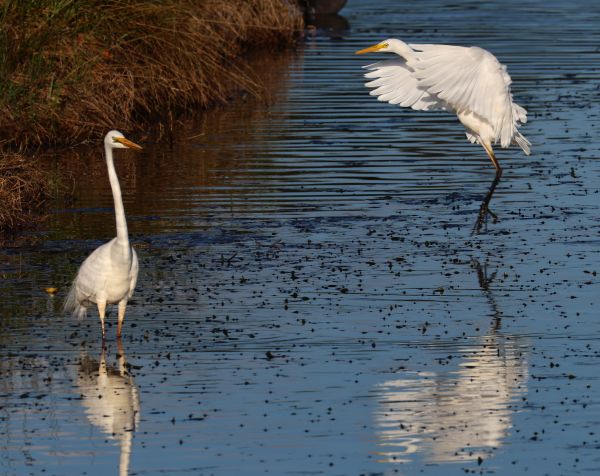 Great egret and plumed egret
