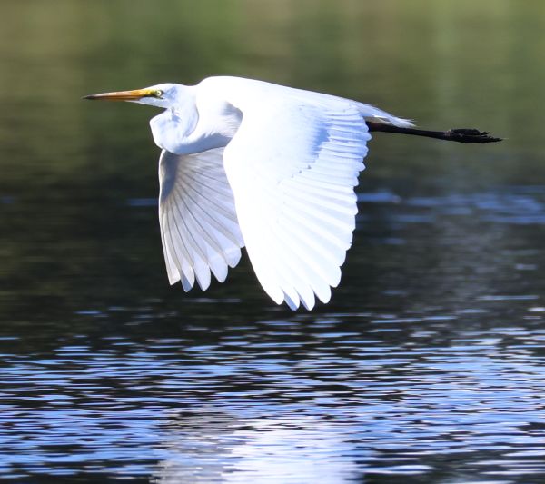 Great egret