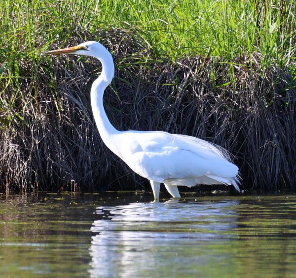 Great egret